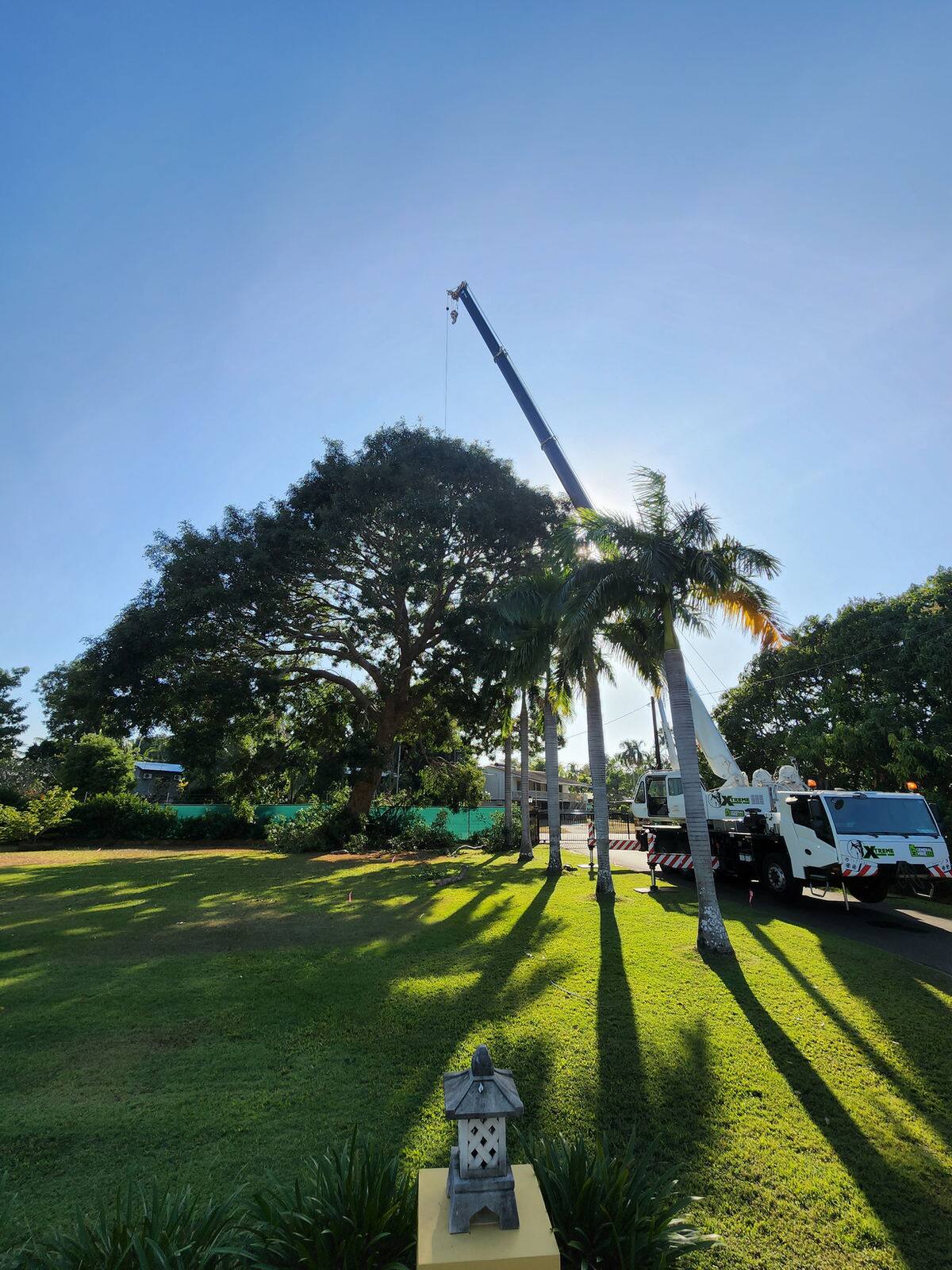 Arborist high in a palm tree working with a chainsaw
