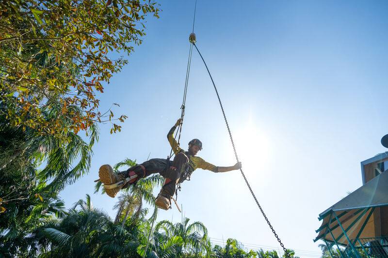 Arborist roped into a palm tree carrying out hazard reduction work in Darwin